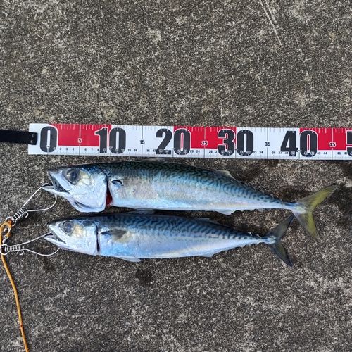 サバの釣果