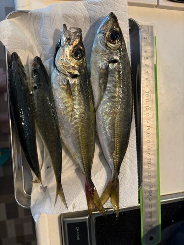 アジの釣果