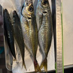 アジ
