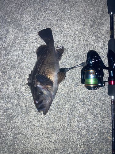 クロソイの釣果