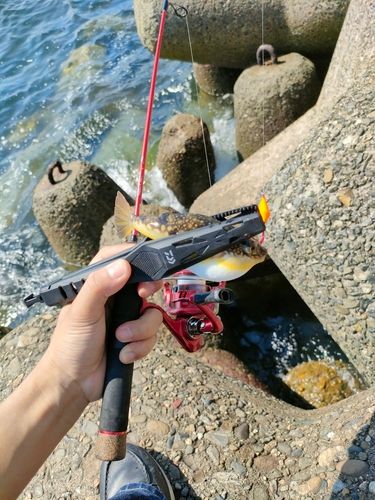 クサフグの釣果