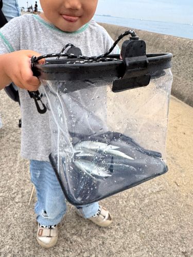 サバの釣果