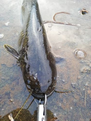 ナマズの釣果