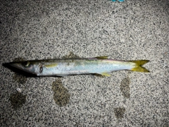 カマスの釣果