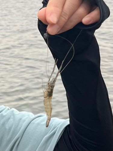 テナガエビの釣果