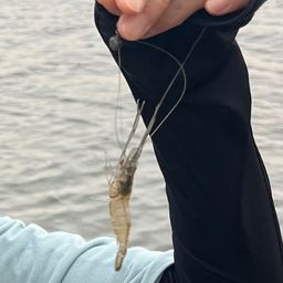 テナガエビ