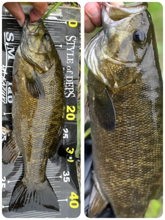 スモールマウスバスの釣果
