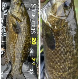 スモールマウスバス