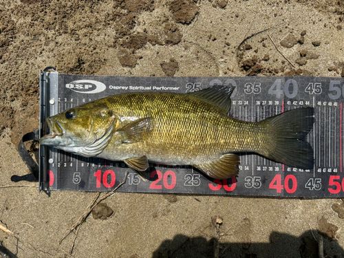 スモールマウスバスの釣果