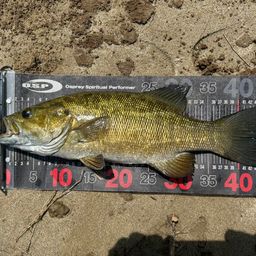 スモールマウスバス