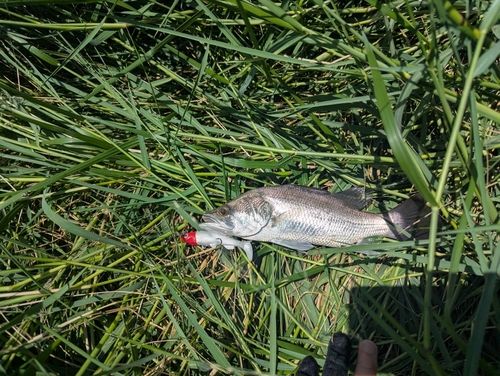 バラマンディの釣果