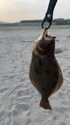 ヒラメの釣果