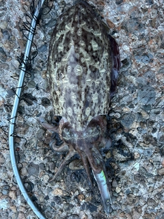 モンゴウイカの釣果
