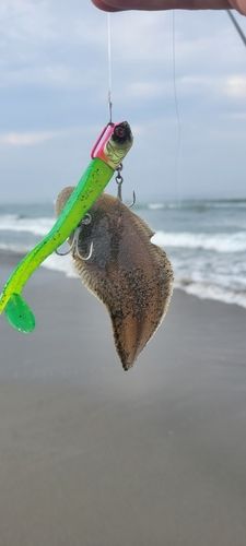 シタビラメの釣果