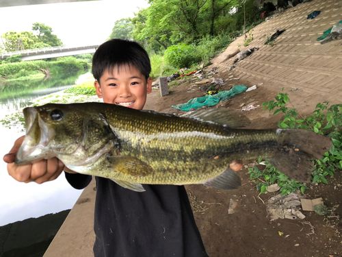 ブラックバスの釣果
