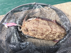 モンゴウイカの釣果