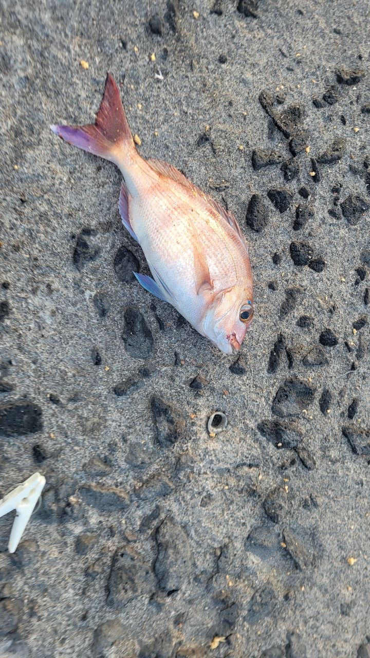 チヌ