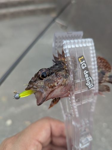 アラカブの釣果