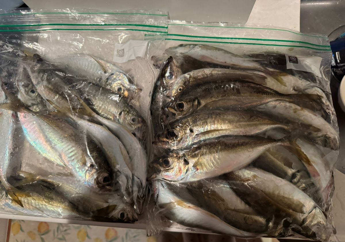 カミカゼガール＠料理好き初心者アングラーさんの釣果 2枚目の画像