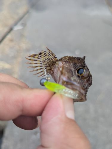 アラカブの釣果
