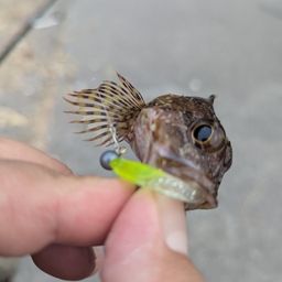 アラカブ