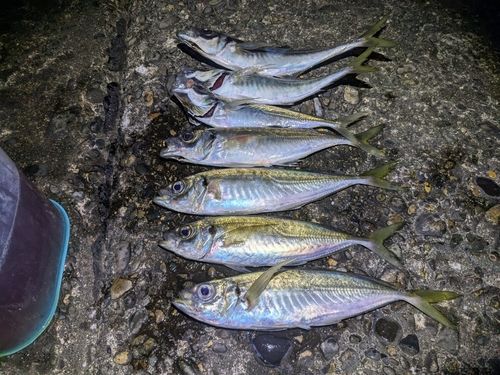 マアジの釣果