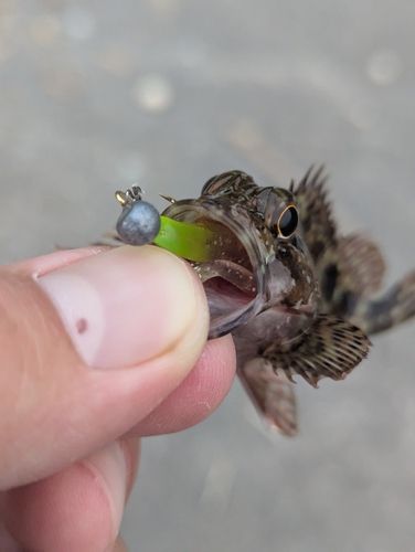 アラカブの釣果