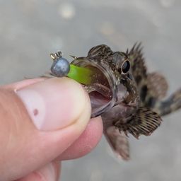 アラカブ
