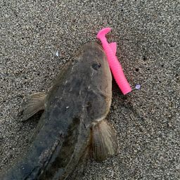 マゴチ