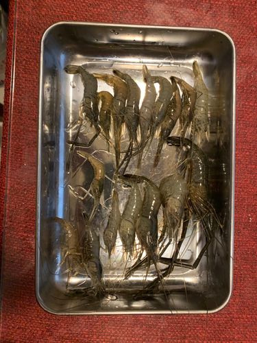 テナガエビの釣果