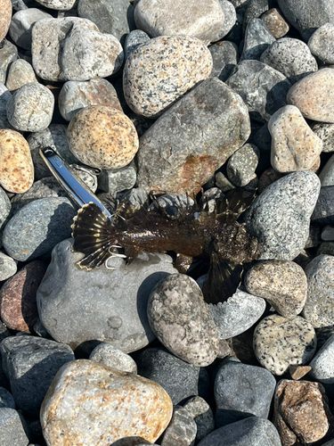 ハオコゼの釣果
