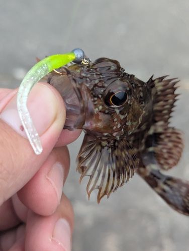 アラカブの釣果