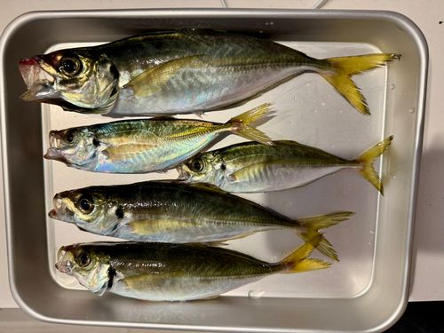 アジの釣果