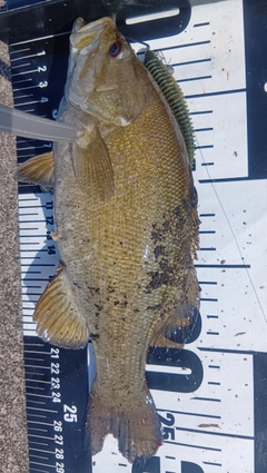 スモールマウスバスの釣果