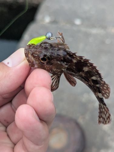 アラカブの釣果