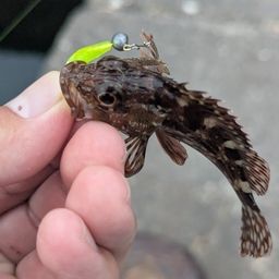 アラカブ
