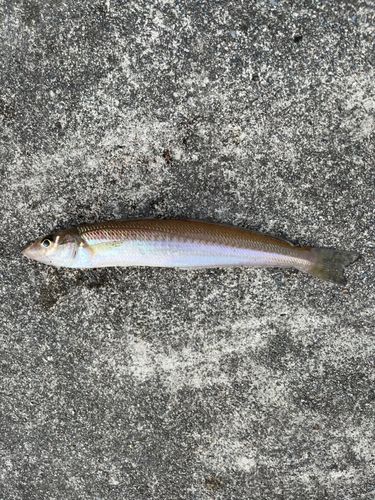 キスの釣果