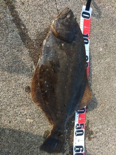 ヒラメの釣果