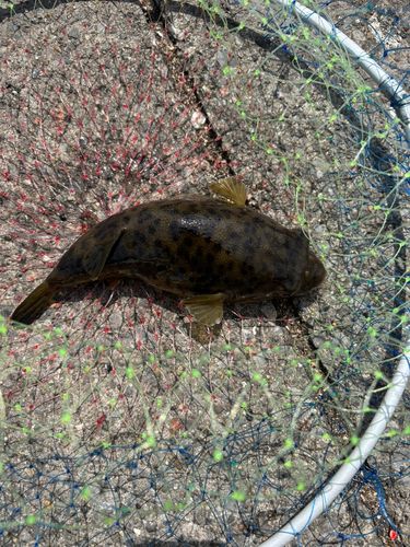 ヒガンフグの釣果