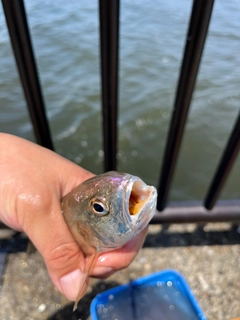 イシモチの釣果