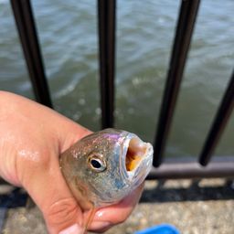 イシモチ