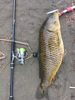 コイの釣果