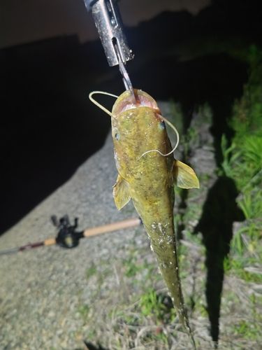 ナマズの釣果