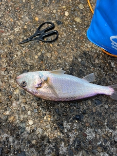 イシモチの釣果