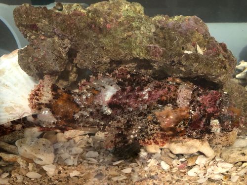 オニカサゴの釣果