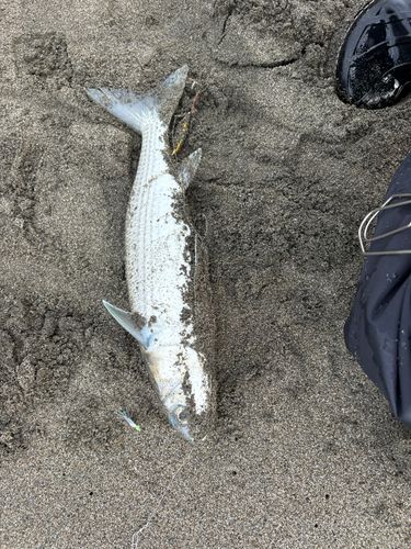 ボラの釣果