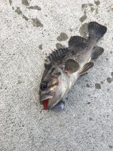 クロソイの釣果