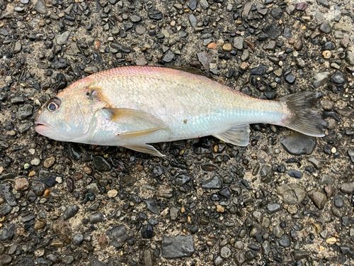 イシモチの釣果