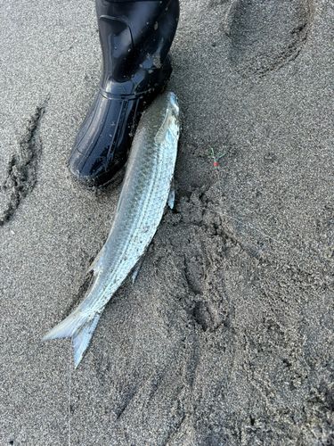 ボラの釣果