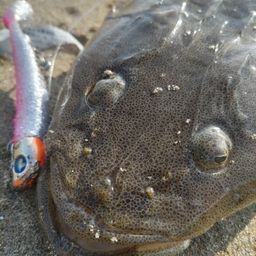 マゴチ